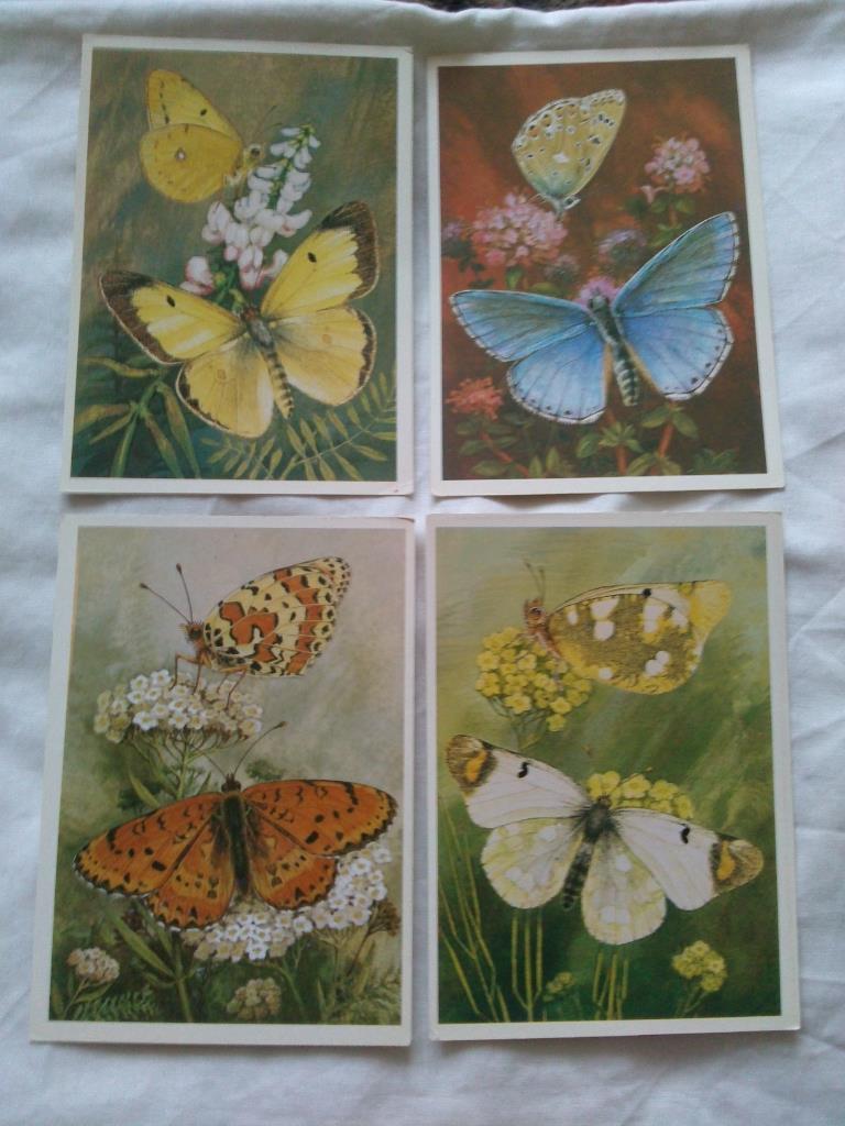 Бабочки (Насекомые) 1983 г. полный набор - 16 открыток (чистые , в идеале) 5