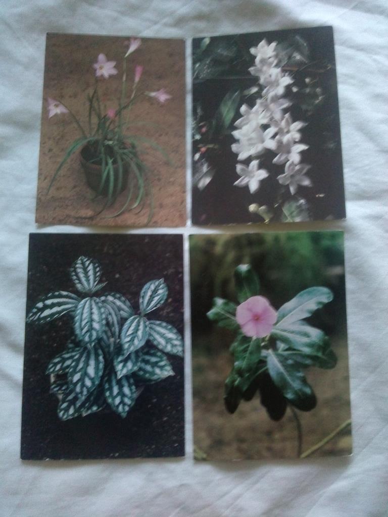 Комнатные растения 1986 г. полный набор - 15 открыток (Флора , цветы) чистые 2