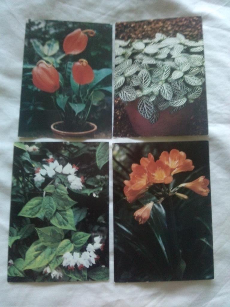 Комнатные растения 1986 г. полный набор - 15 открыток (Флора , цветы) чистые 3
