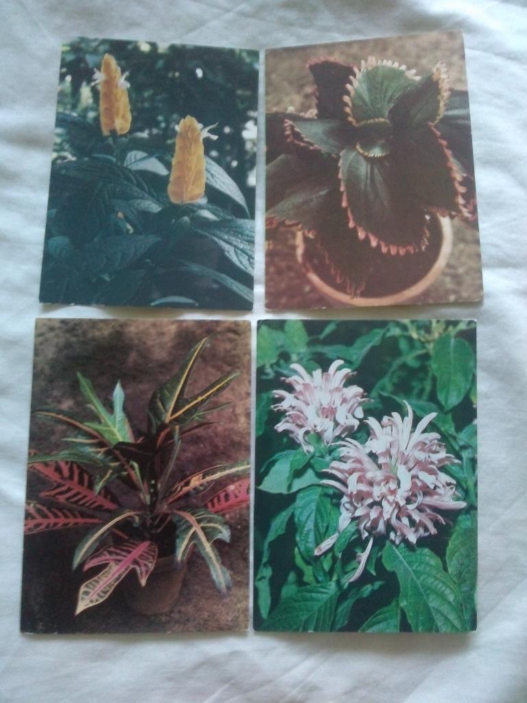 Комнатные растения 1986 г. полный набор - 15 открыток (Флора , цветы) чистые 4