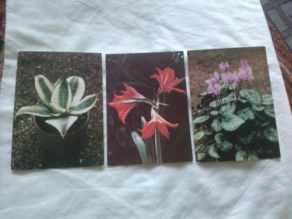 Комнатные растения 1986 г. полный набор - 15 открыток (Флора , цветы) чистые 5