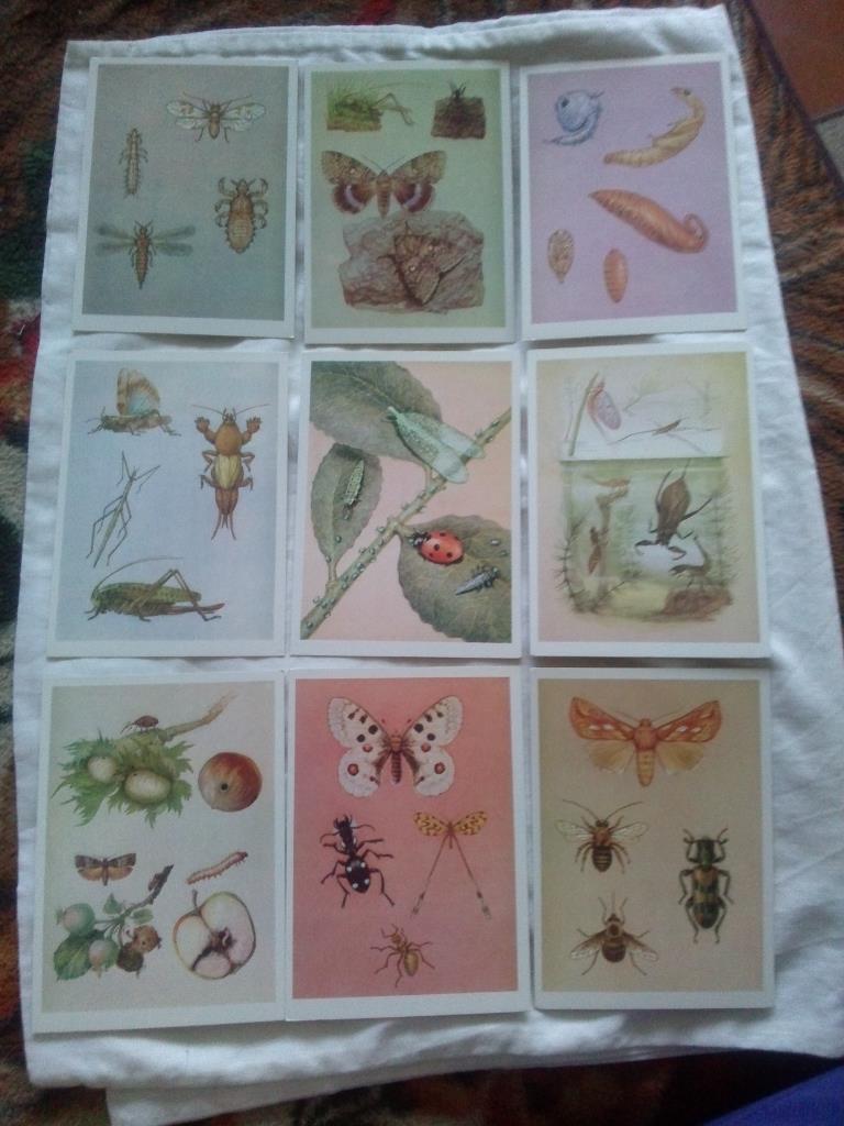 Юному энтомологу 1988 г. полный набор - 32 открытки (Насекомые , бабочки) 2
