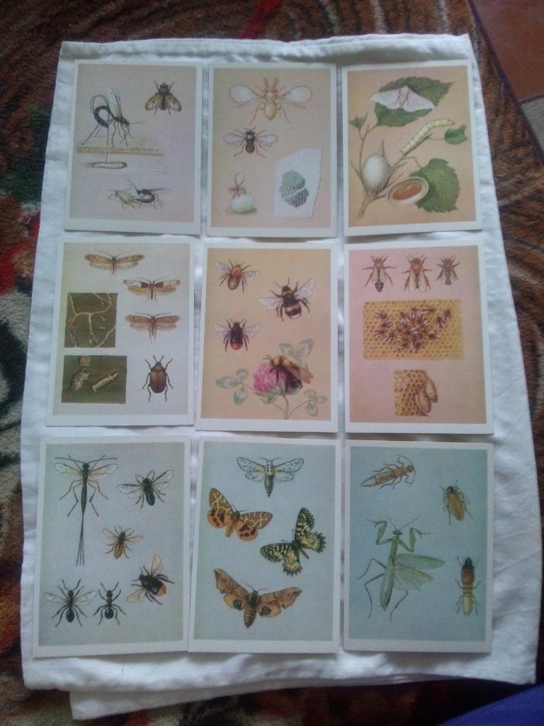 Юному энтомологу 1988 г. полный набор - 32 открытки (Насекомые , бабочки) 3