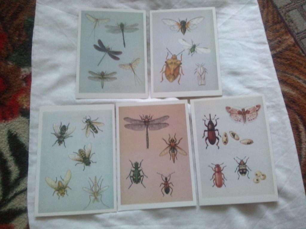Юному энтомологу 1988 г. полный набор - 32 открытки (Насекомые , бабочки) 4