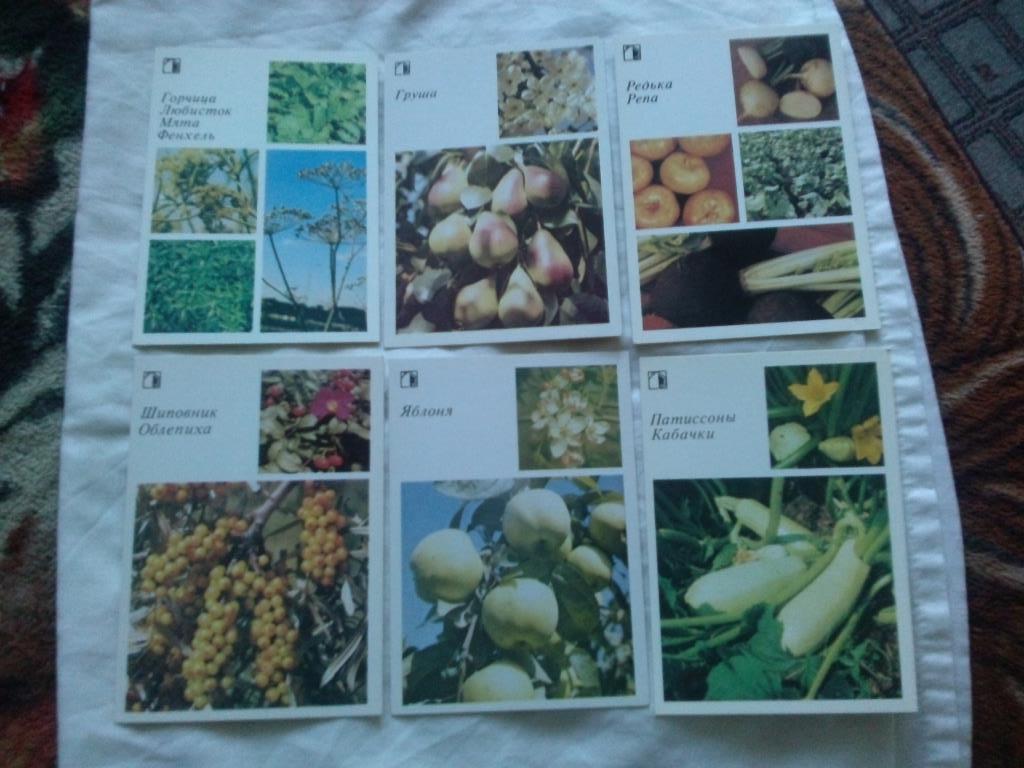 Декоративные растения 1987 г. полный набор - 18 открыток (Флора , цветы) 2