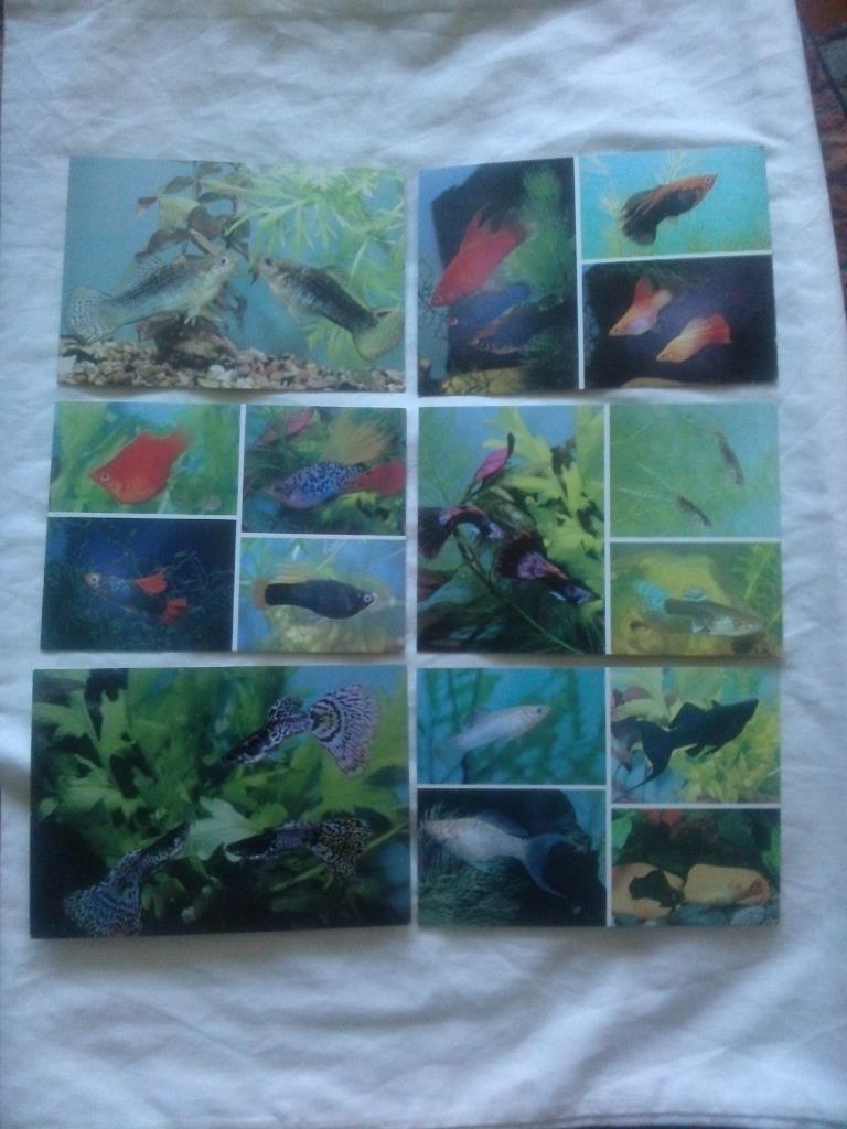 Пестрый мир аквариума 1989 г. полный набор - 22 открытки (Аквариумные рыбки) 3