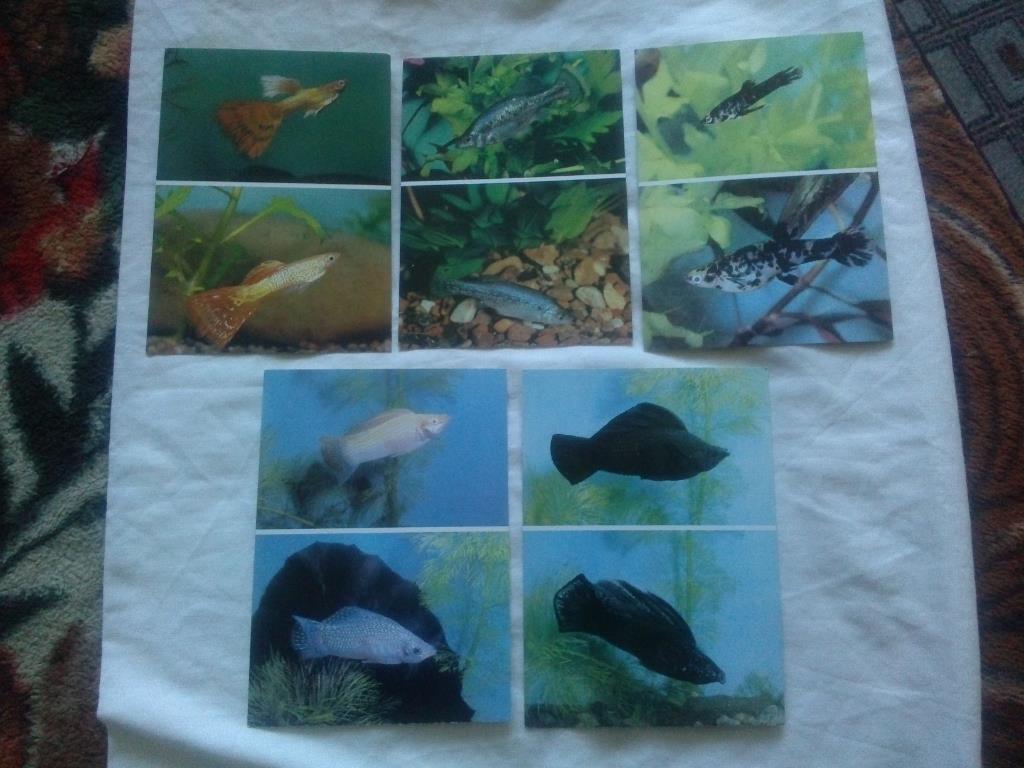 Пестрый мир аквариума 1989 г. полный набор - 22 открытки (Аквариумные рыбки) 4