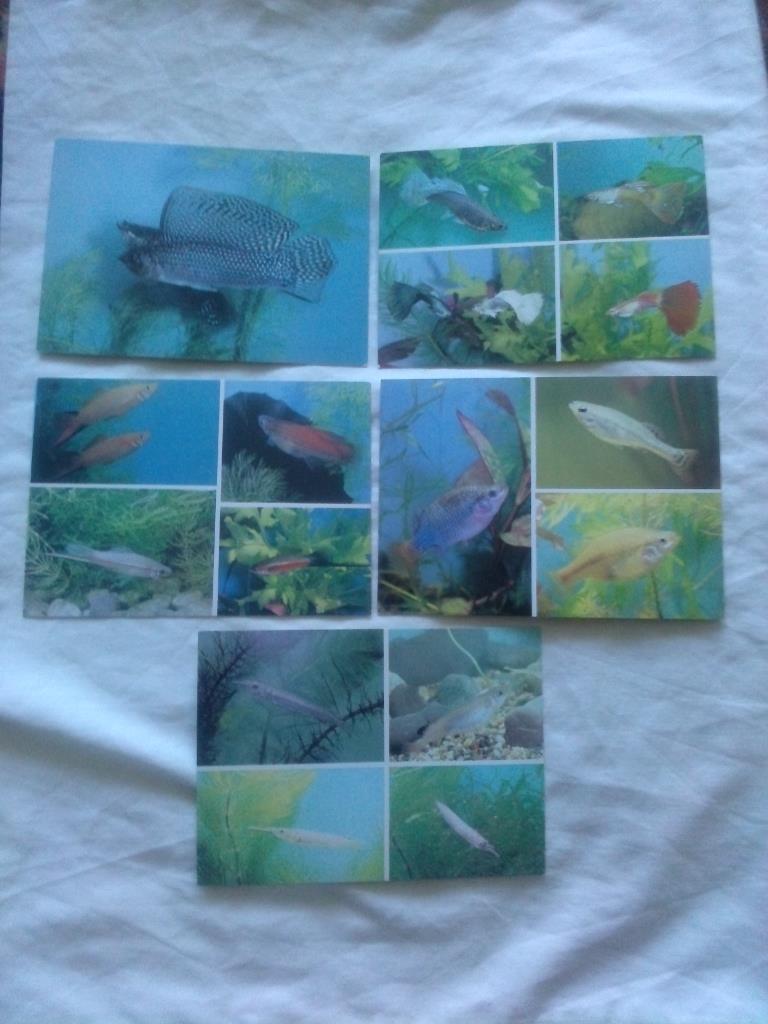 Пестрый мир аквариума 1989 г. полный набор - 22 открытки (Аквариумные рыбки) 5