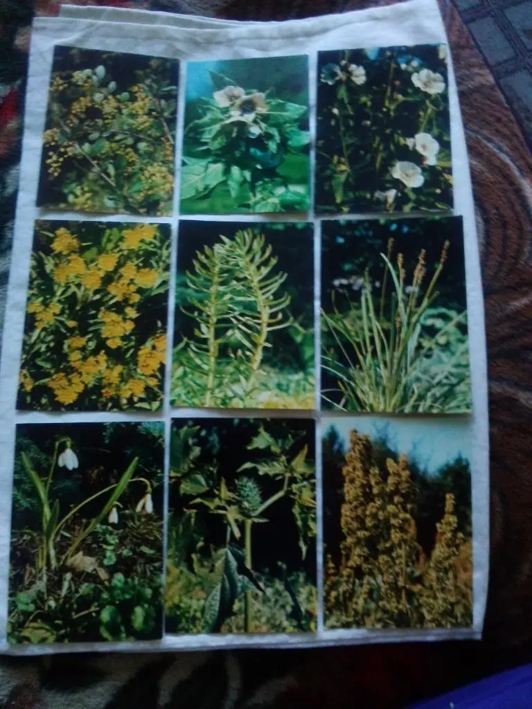 Лекарственные растения 1978 г. полный набор - 25 открыток (Флора) чистые , идеал 2