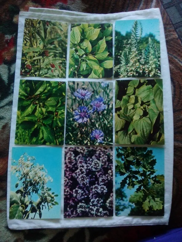 Лекарственные растения 1978 г. полный набор - 25 открыток (Флора) чистые , идеал 3