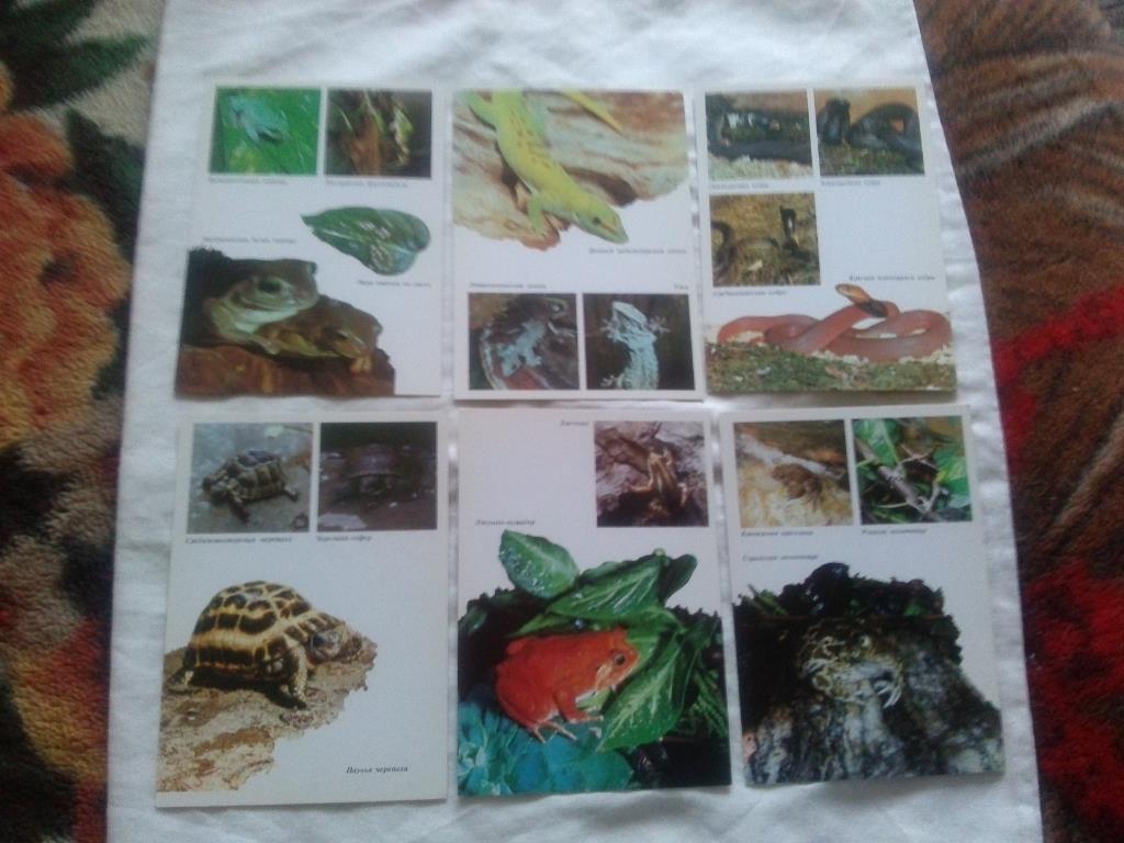 Амфибии - рептилии 1989 г. полный набор - 22 открытки (Животные , фауна) чистые 2