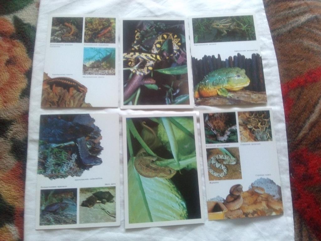 Амфибии - рептилии 1989 г. полный набор - 22 открытки (Животные , фауна) чистые 3