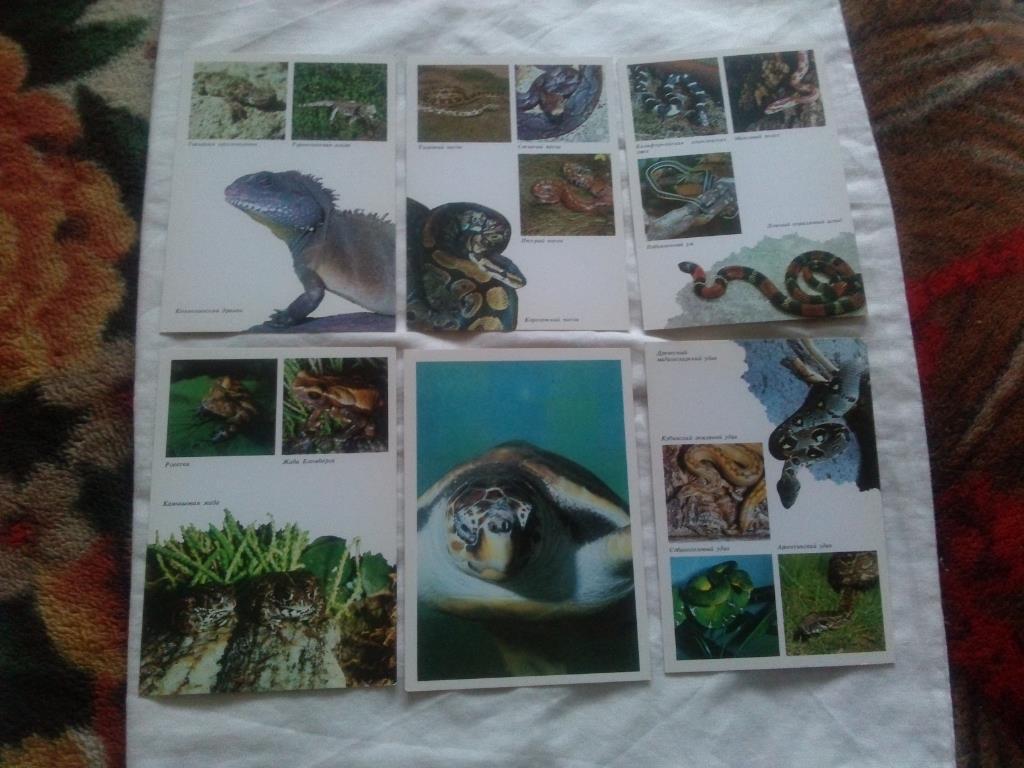 Амфибии - рептилии 1989 г. полный набор - 22 открытки (Животные , фауна) чистые 4