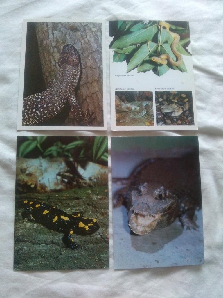 Амфибии - рептилии 1989 г. полный набор - 22 открытки (Животные , фауна) чистые 5