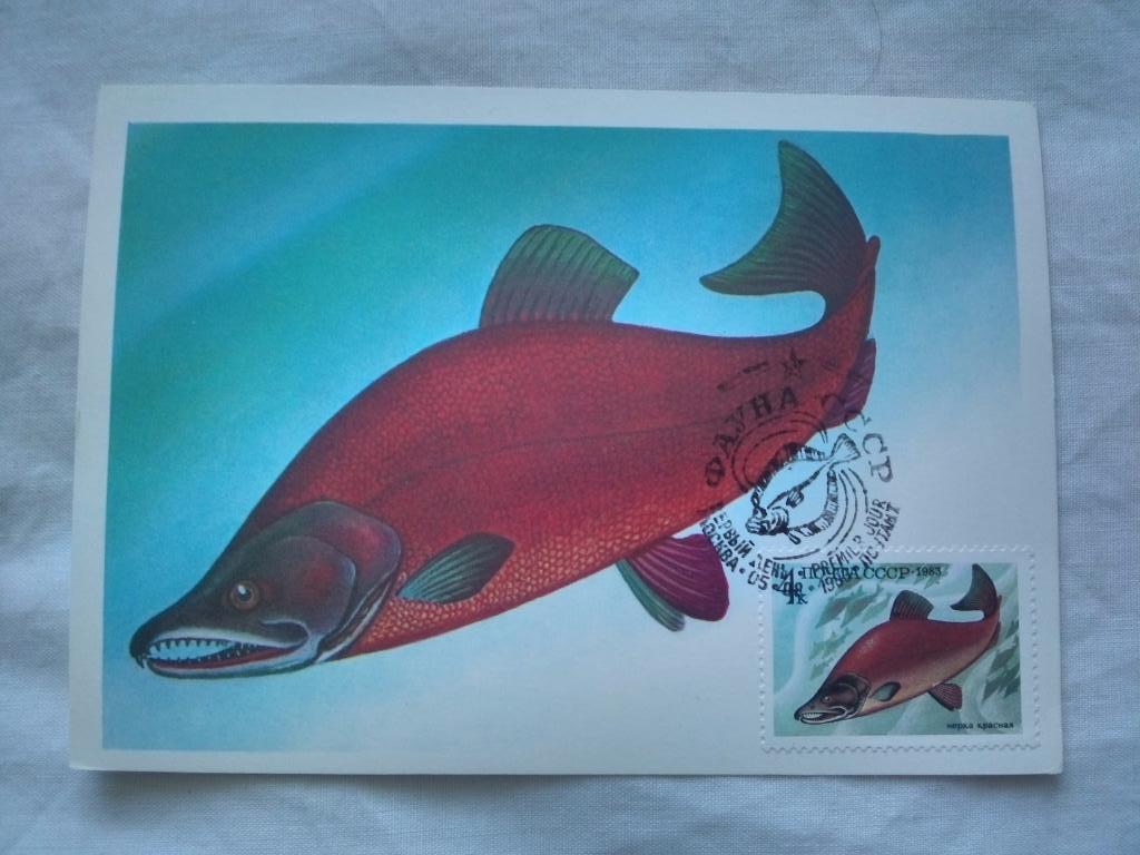 Картмаксимум с маркой : Нерка красная (1983 г. ) Фауна Рыба Филателия