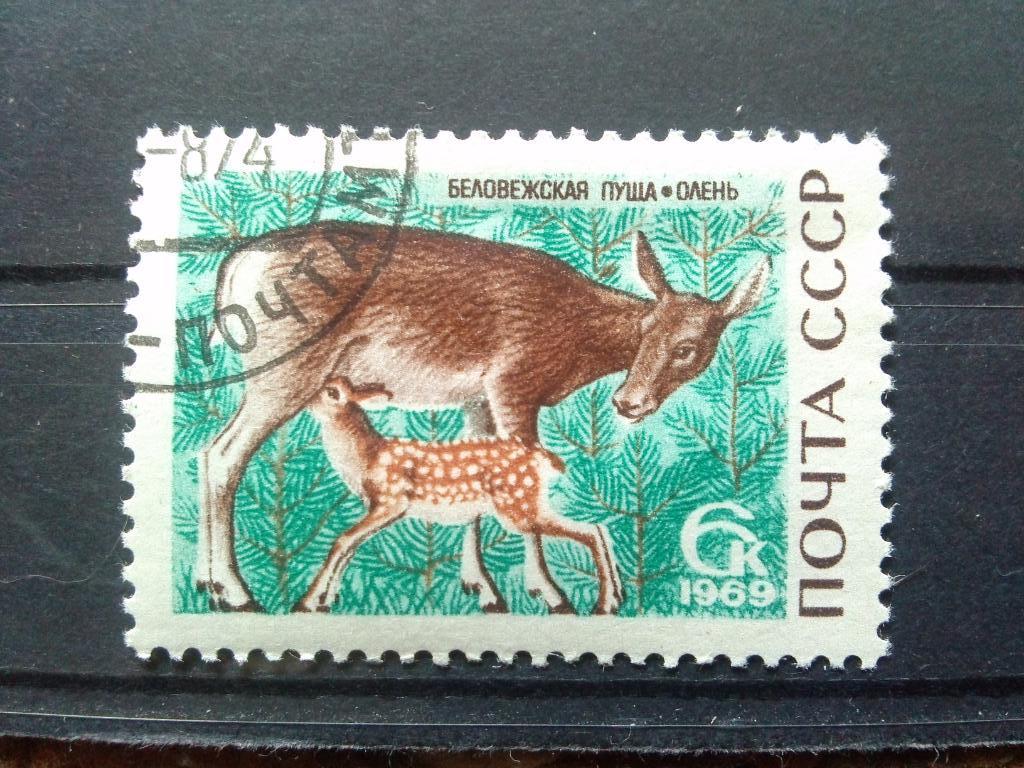СССР 1969 г. 1 марка Олень Беловежская пуща ( фауна , животные ) филателия