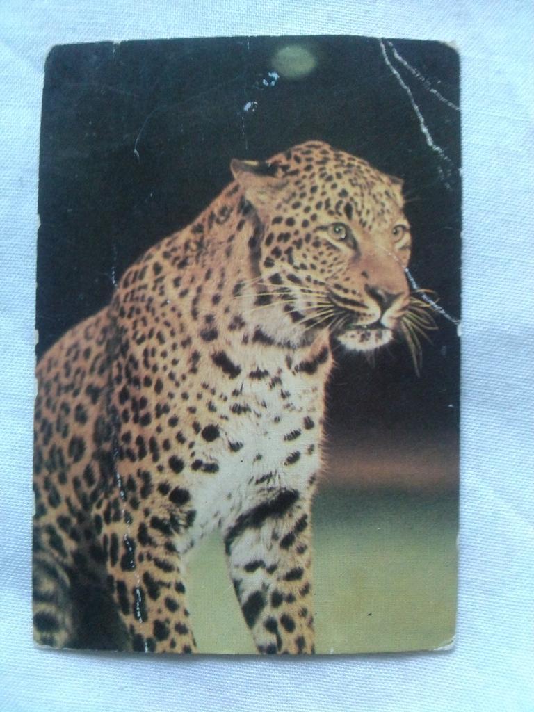 Карманный календарик : Гепард 1986 г. ( Цирк , фауна , животные , хищник )