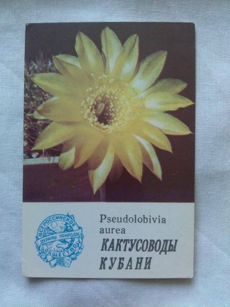 Карманный календарик : Кактус 1986 г.Pseudolobivia aurea (цветы , флора)