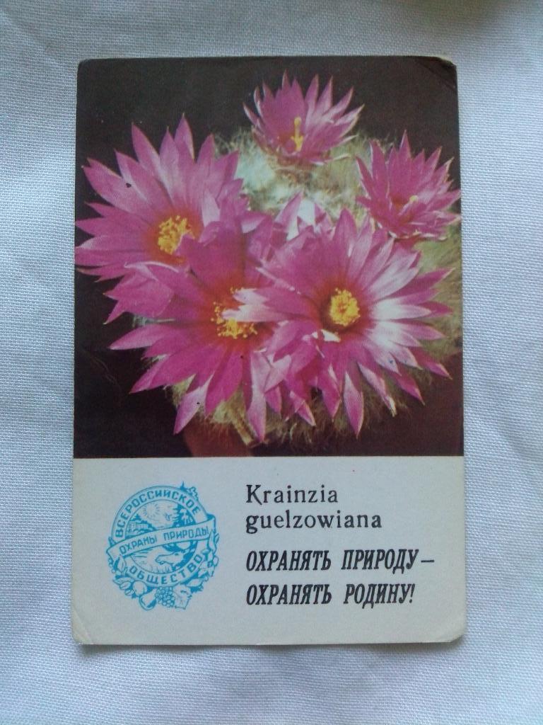 Карманный календарик : Кактус 1986 г.Krainzia guelzowiana (цветы , флора)