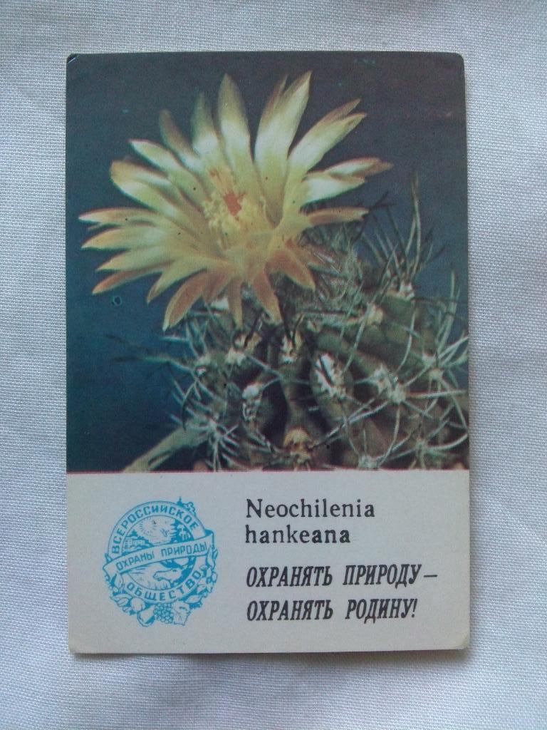 Карманный календарик : Кактус 1986 г.Neochilenia hankeana (цветы , флора)
