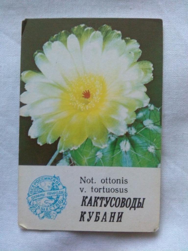 Карманный календарик : Кактус 1986 г.Not.ottonis v.tortuosus (флора , цветы)