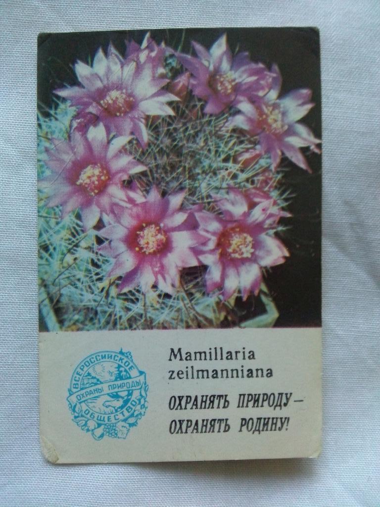 Карманный календарик : Кактус 1986 г.Mamillaria zeilmanniana (цветы , флора)