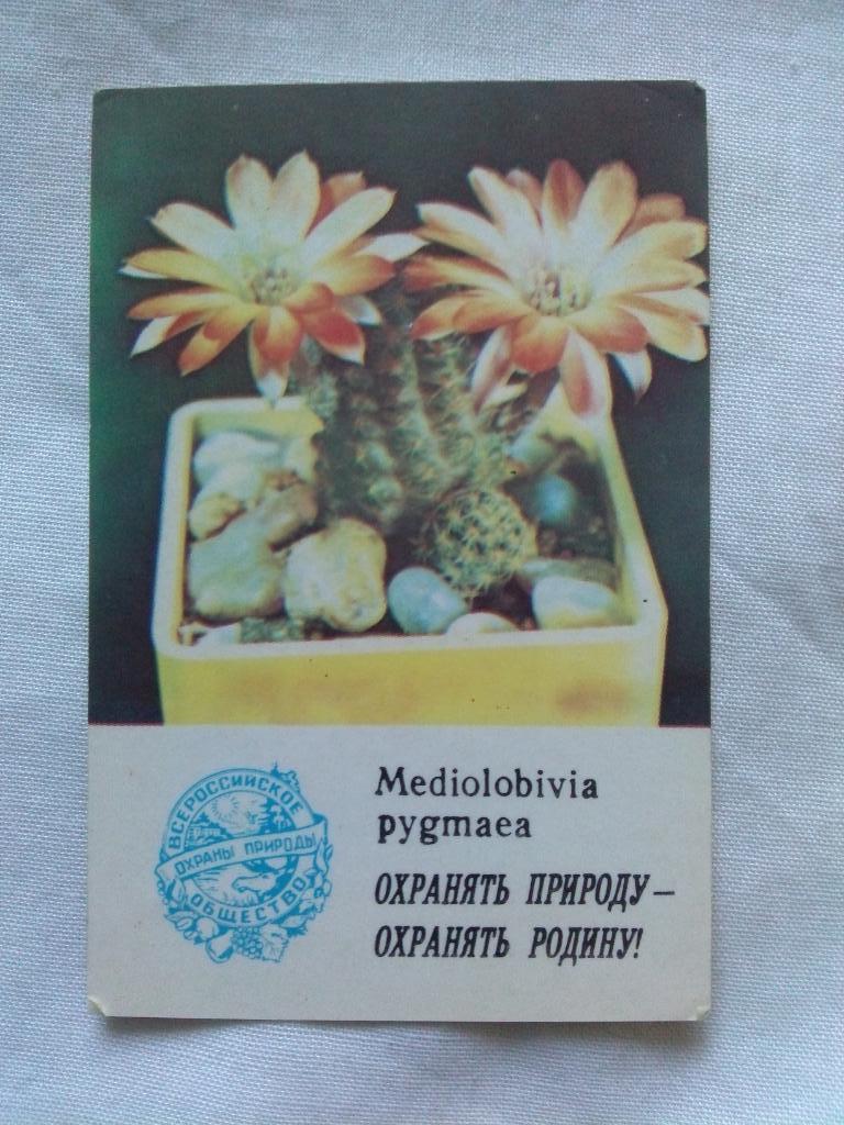 Карманный календарик : Кактус 1986 г.Mediolobivia pygmaea (цветы , флора)