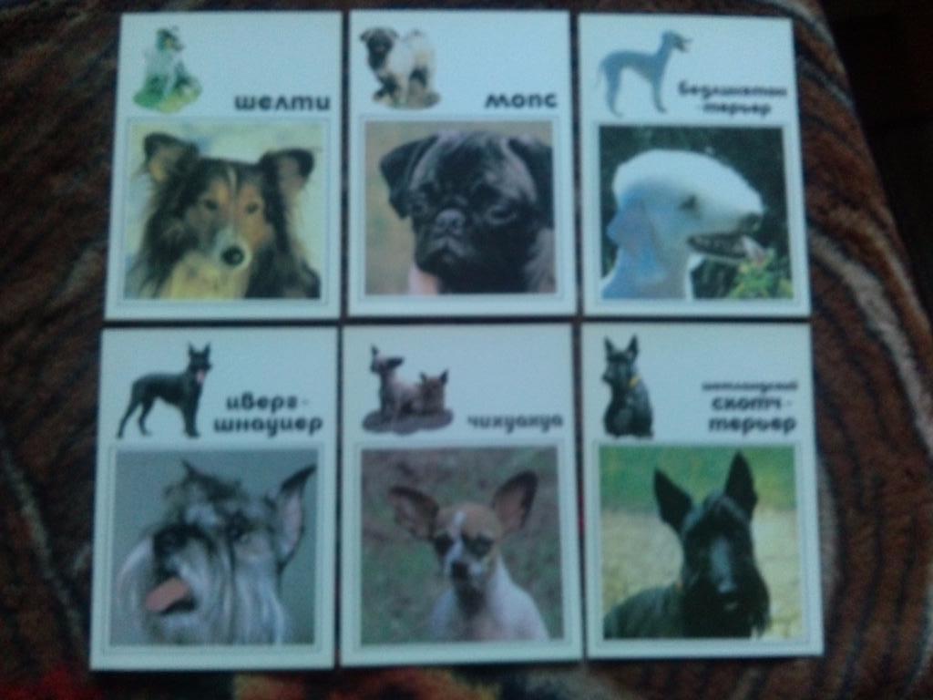 Наши верные друзья - Декоративные собаки 1991 г. полный набор - 20 открыток 2