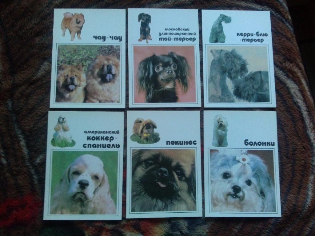 Наши верные друзья - Декоративные собаки 1991 г. полный набор - 20 открыток 3