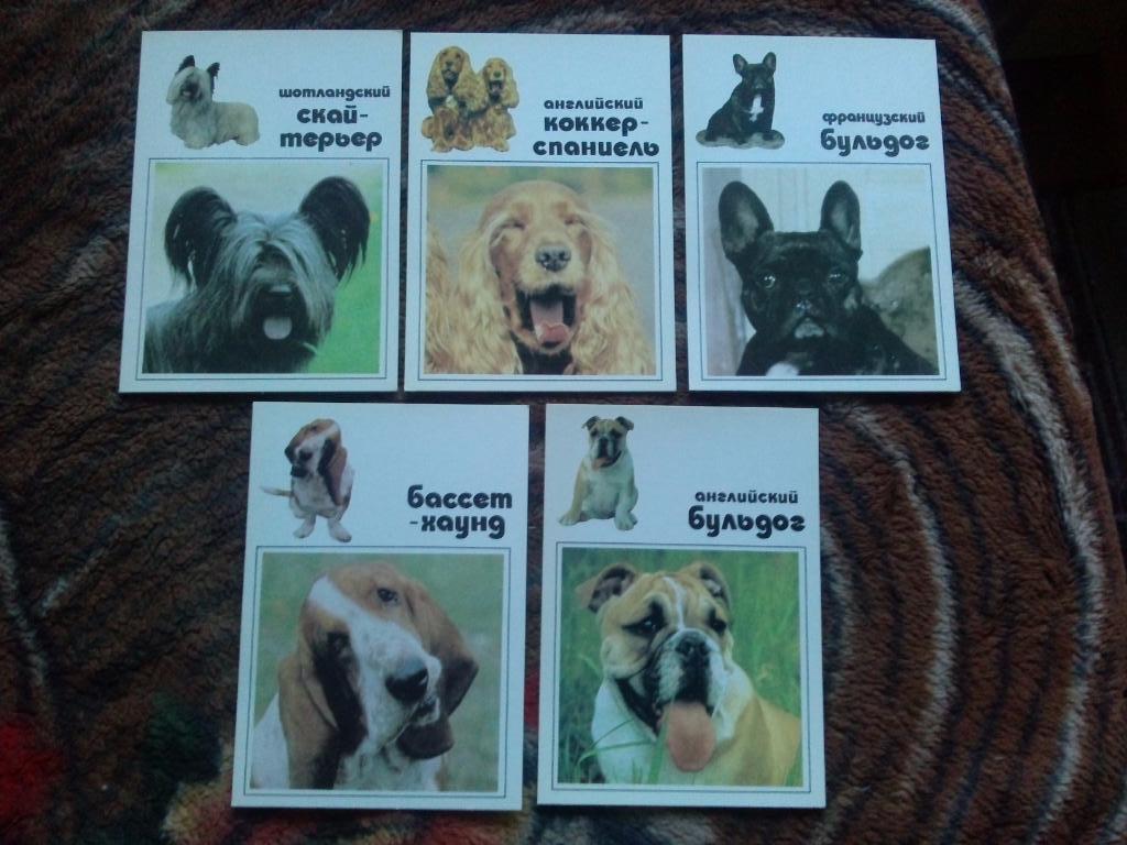 Наши верные друзья - Декоративные собаки 1991 г. полный набор - 20 открыток 4