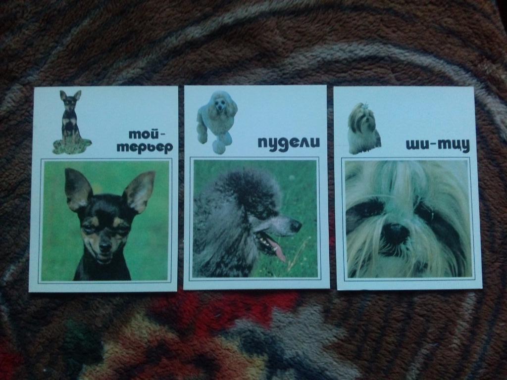 Наши верные друзья - Декоративные собаки 1991 г. полный набор - 20 открыток 5
