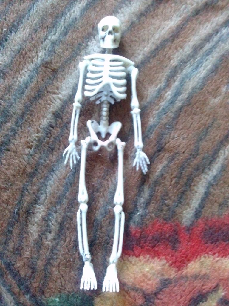 Скелет человека ( фигурка пластмассовая )