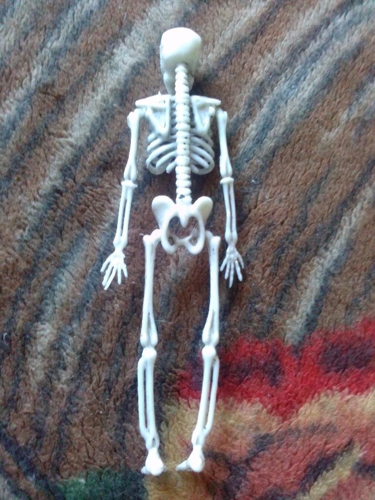 Скелет человека ( фигурка пластмассовая ) 1