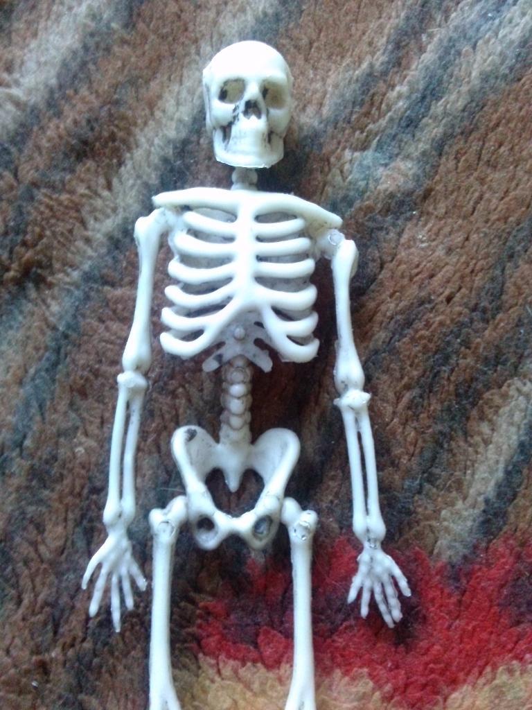 Скелет человека ( фигурка пластмассовая ) 2