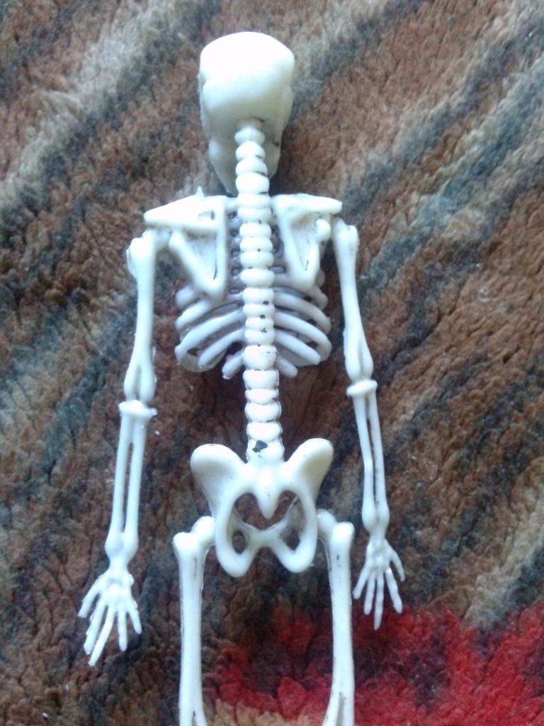 Скелет человека ( фигурка пластмассовая ) 3