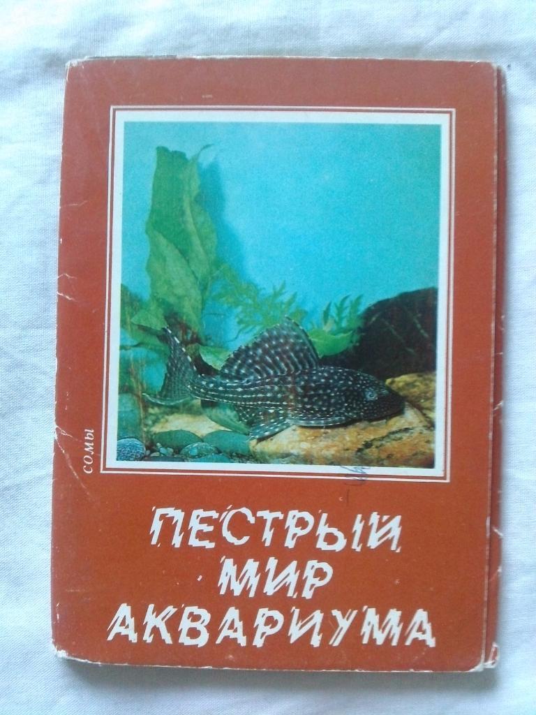 Пестрый мир аквариума 1984 г. полный набор - 24 открыток (Аквариумные рыбки) Сом