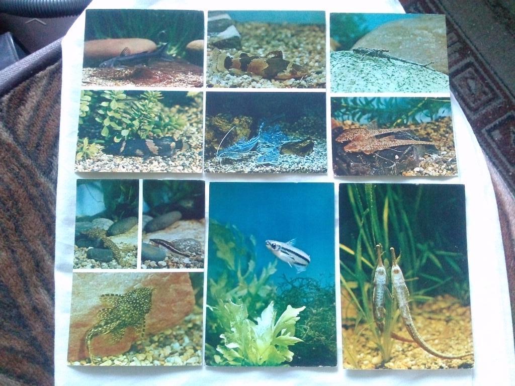 Пестрый мир аквариума 1984 г. полный набор - 24 открыток (Аквариумные рыбки) Сом 2