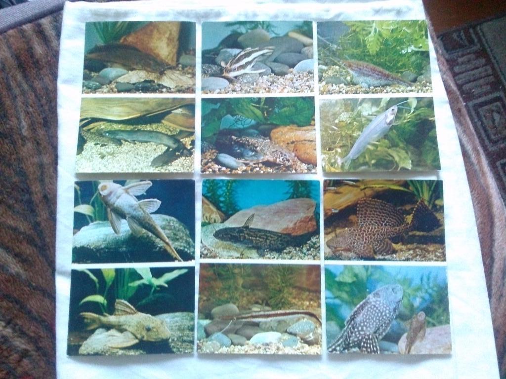 Пестрый мир аквариума 1984 г. полный набор - 24 открыток (Аквариумные рыбки) Сом 3
