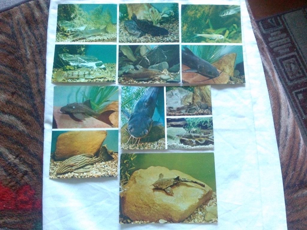Пестрый мир аквариума 1984 г. полный набор - 24 открыток (Аквариумные рыбки) Сом 4