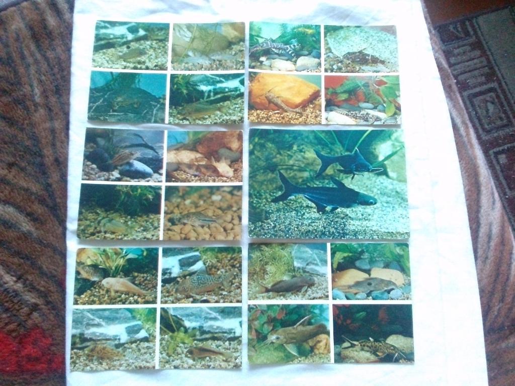 Пестрый мир аквариума 1984 г. полный набор - 24 открыток (Аквариумные рыбки) Сом 5