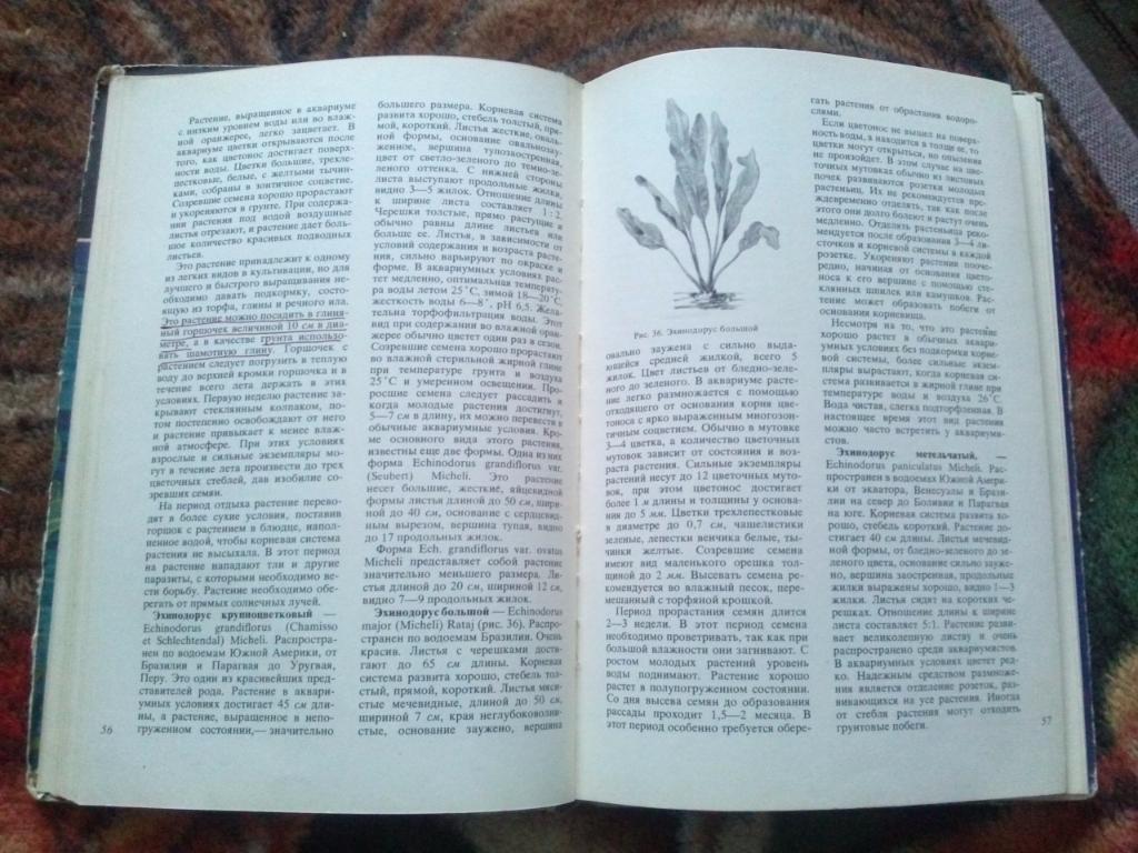 В.С. Жданов - Аквариумные растения 1973 г. ( Аквариум ) 5