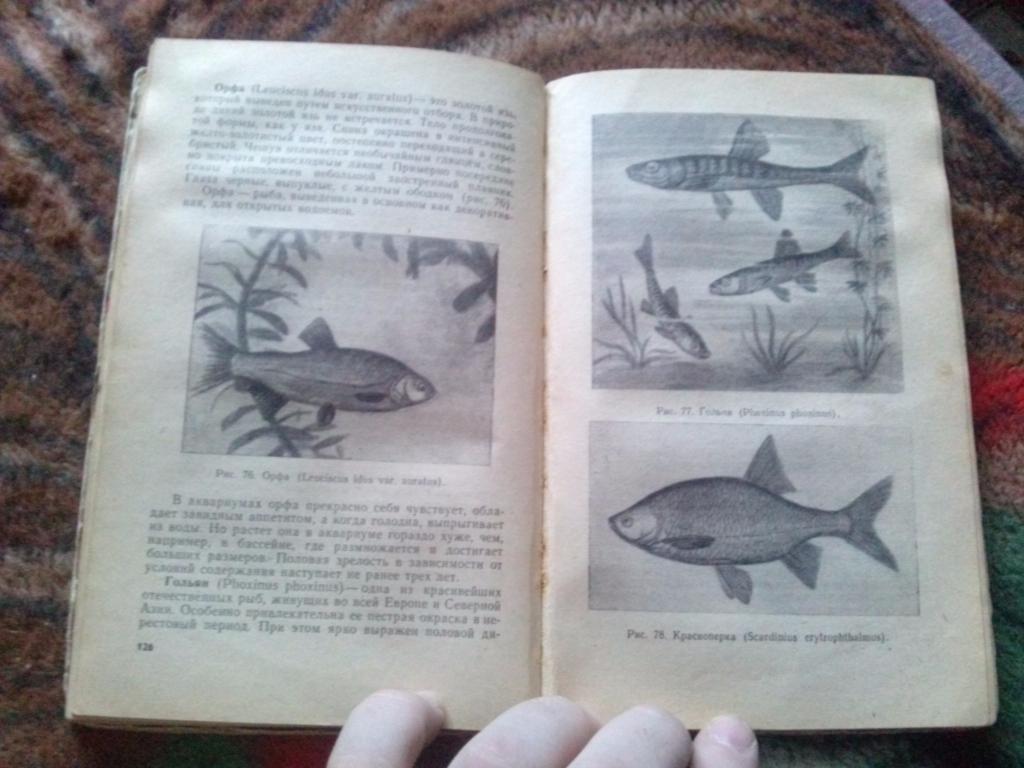 Комнатный аквариум ( 1965 г. ) Аквариумные рыбки Аквариумистика 7