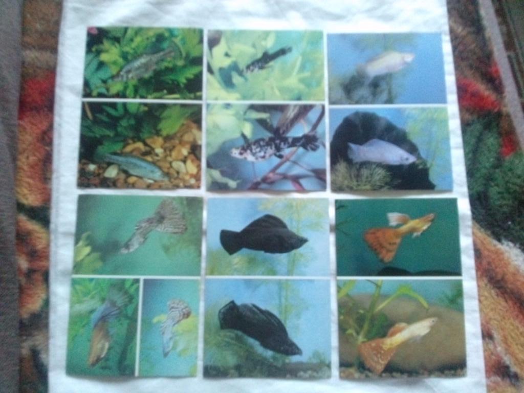 Пестрый мир аквариума 1989 г. полный набор - 22 открытки (Аквариумные рыбки) 2