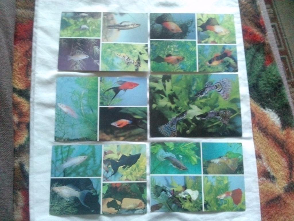 Пестрый мир аквариума 1989 г. полный набор - 22 открытки (Аквариумные рыбки) 4