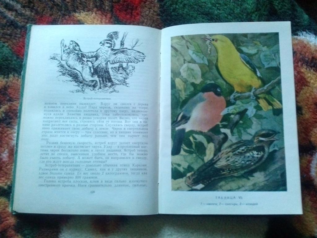 И.Андреев - Жизнь птиц и зверей Карелии 1962 г. (Фауна , птицы) Редкое издание 6