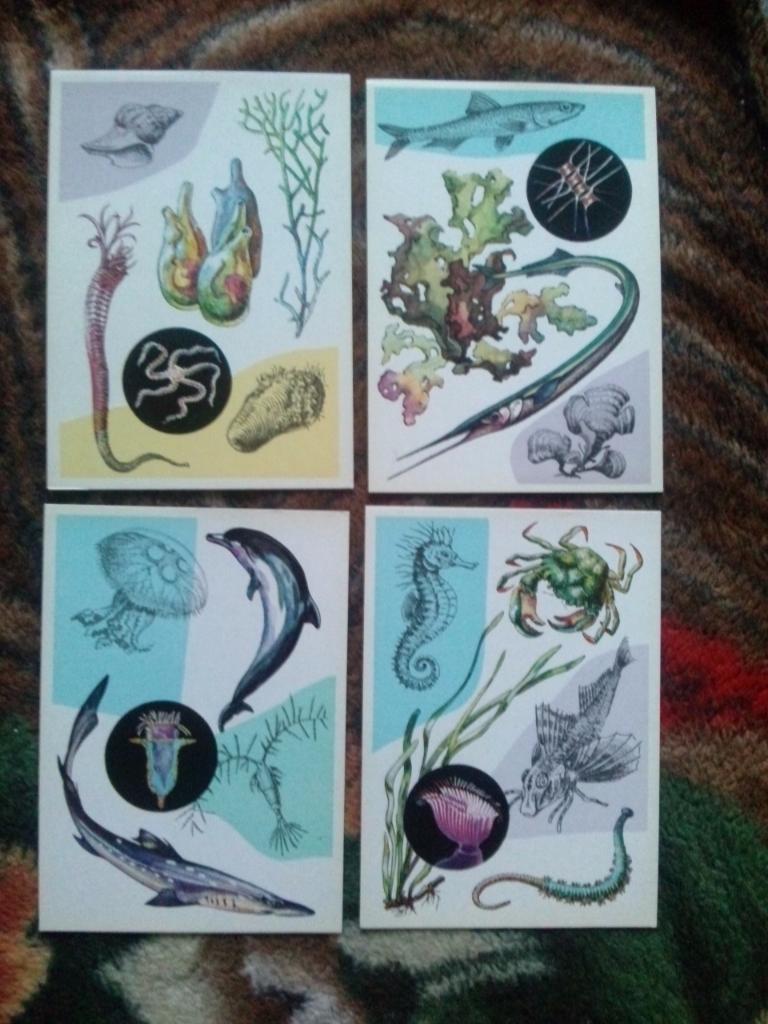  У моря1979 г. полный набор - 16 открыток (чистые , в идеале) Морская фауна 2