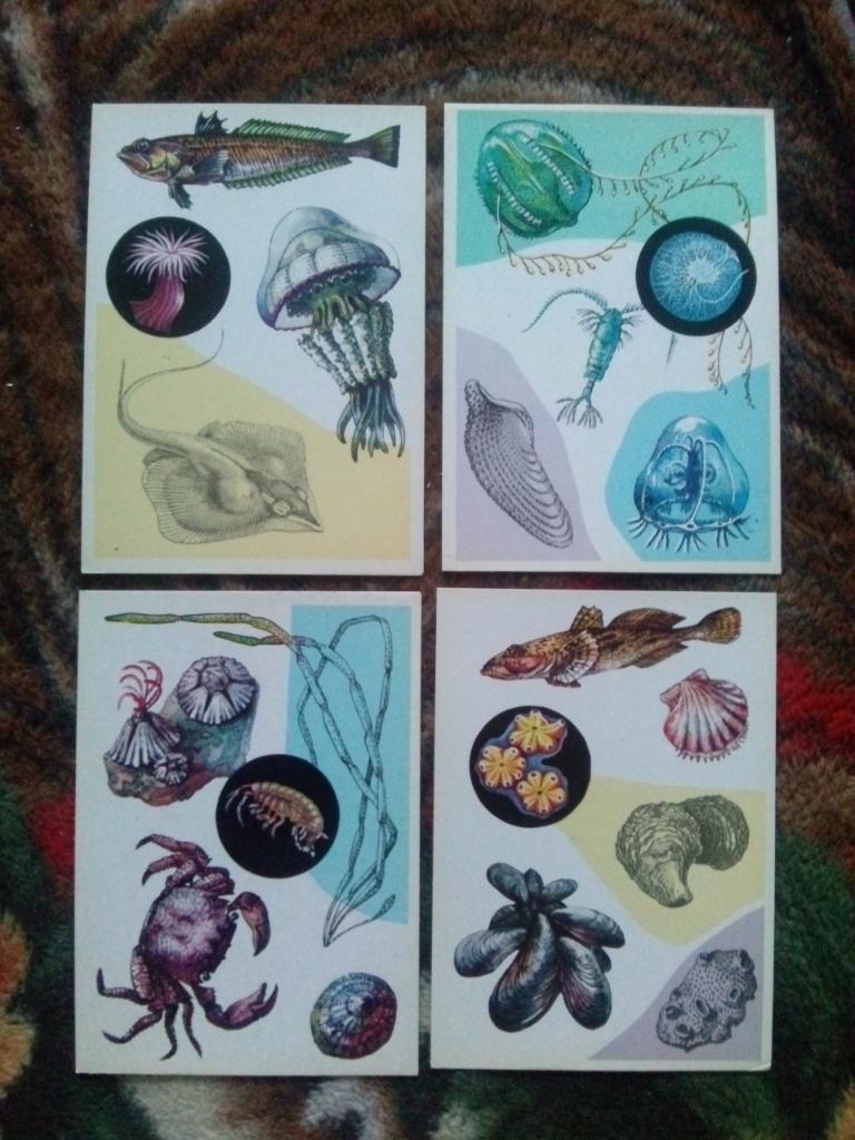  У моря1979 г. полный набор - 16 открыток (чистые , в идеале) Морская фауна 3