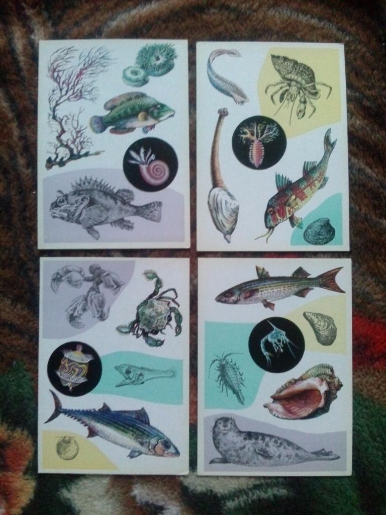  У моря1979 г. полный набор - 16 открыток (чистые , в идеале) Морская фауна 4