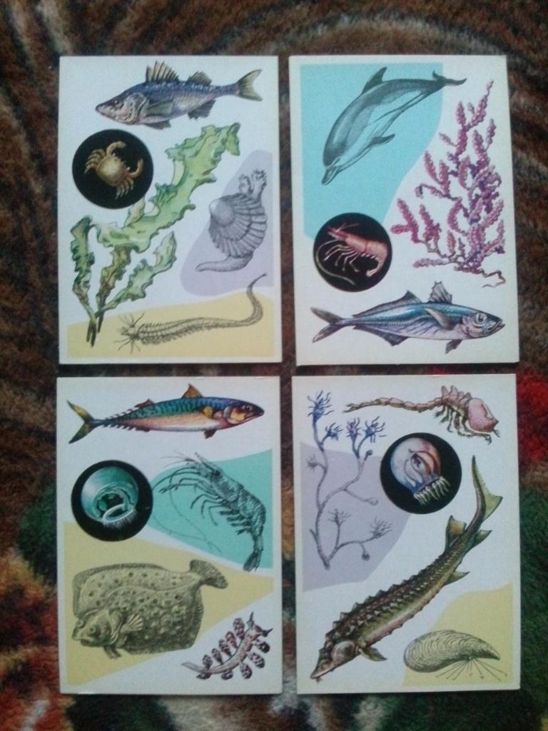  У моря1979 г. полный набор - 16 открыток (чистые , в идеале) Морская фауна 5