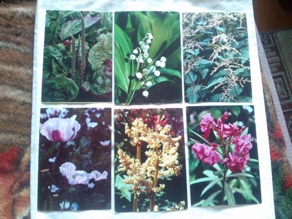 Лекарственные растения 1977 г. полный набор - 25 открыток (чистые) Флора 2